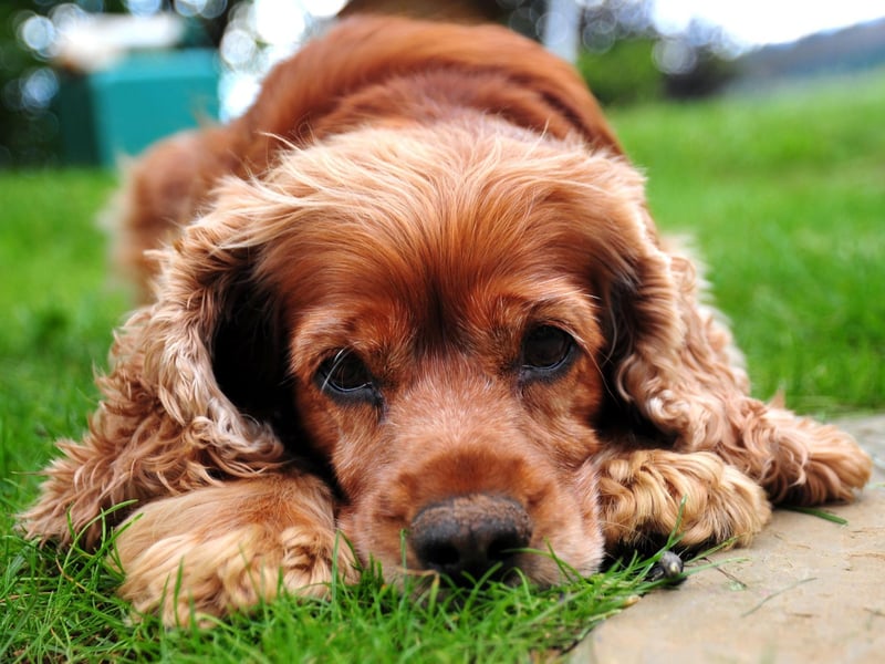 English cocker spaniels are incredibly friendly, with a well-deserved reputation for being affectionate and sociable. Worth keeping in mind, that they are a breed which needs plenty of exercise. So, if you’re taking yours to the office, make sure to take them out a few times during the day, and have a long walk before arriving.