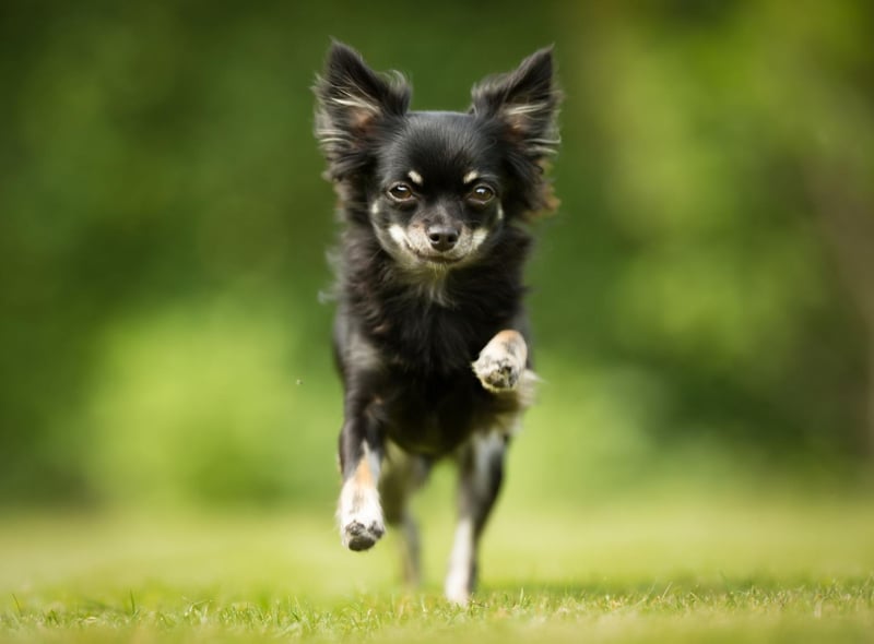 One of the first written mentions of the Chihuahua was in a 1520 letter from Spanish Conquistador Hernan Cortés who said that the Aztecs raised and sold the little dogs as food.