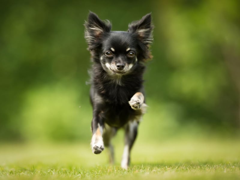 One of the first written mentions of the Chihuahua was in a 1520 letter from Spanish Conquistador Hernan Cortés who said that the Aztecs raised and sold the little dogs as food.