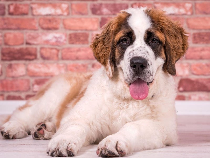 From its huge size and reputation for long mountain treks many would presume that the Saint Bernard would have the highest of energy levels. In fact, they are closer to the low energy category than most of the dogs on this list - perfect for those looking for a large dog that won't need hours of walking.