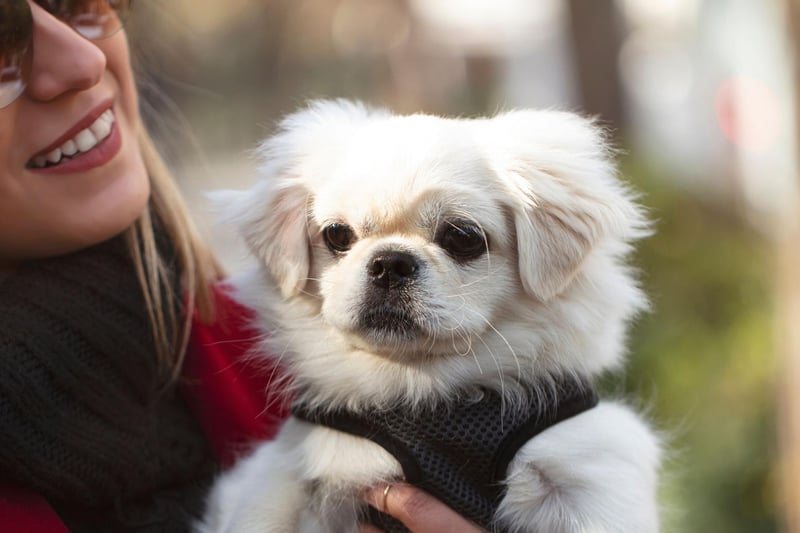 Originating in China, the Pekinese was favoured by royalty of the Chinese Imperial Court to act as lap-warmers.