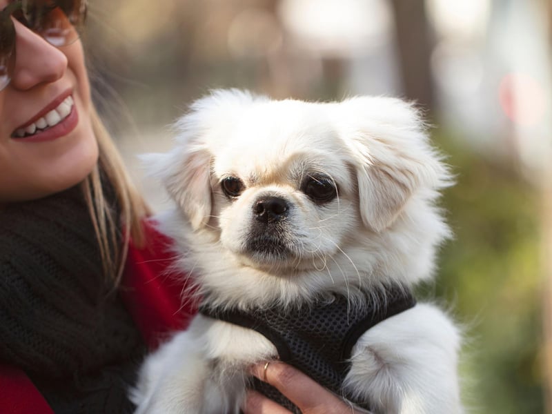 Originating in China, the Pekinese  was favoured by royalty of the Chinese Imperial Court to act as lap-warmers.