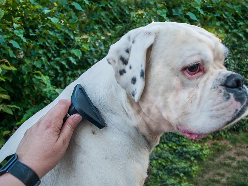 Boxers are a working dog breed originally from Germany. They have very short, thin coats that require little more than an occasional bath. Brushing is purely optional.