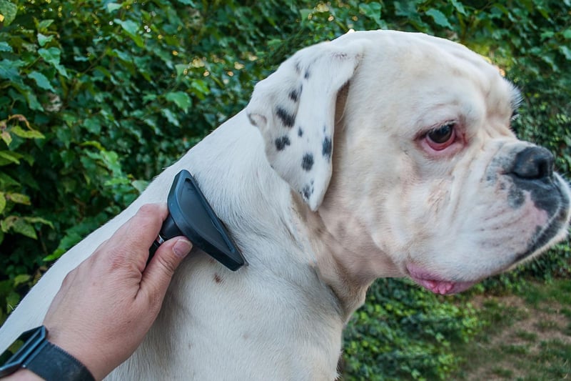 Boxers are a working dog breed originally from Germany. They have very short, thin coats that require little more than an occasional bath. Brushing is purely optional.