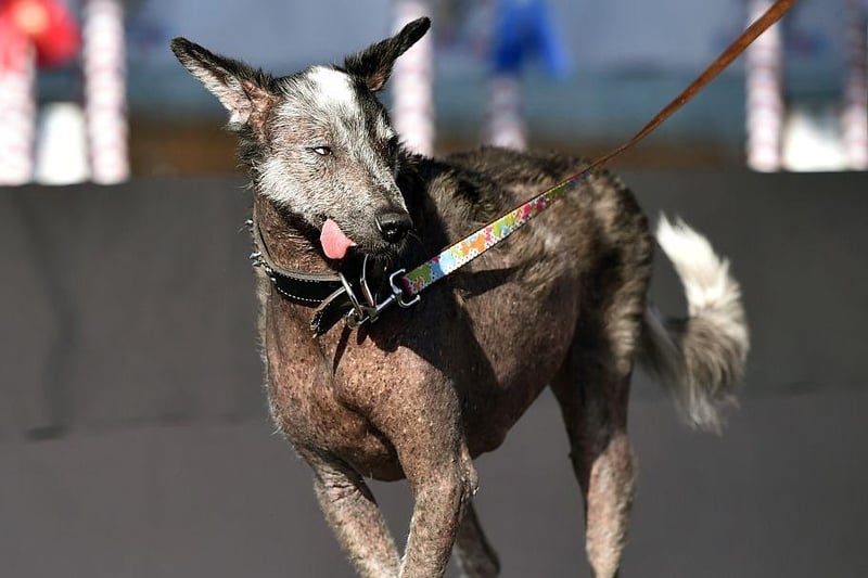 Reggie is presented before judges during the World's Ugliest Dog Competition in 2015.