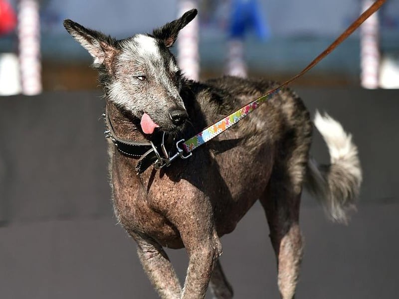 Reggie is presented before judges during the World's Ugliest Dog Competition in 2015.