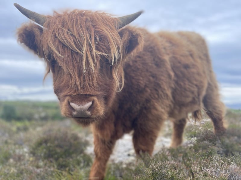 Rab, one of last year's calves, has just turned one year old