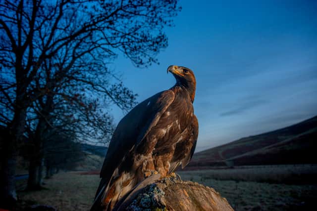 Four birds have already been translocated from the Highlands as part of the ground-breaking vSouth of Scotland Golden Eagle Project, with more due to be released this year
