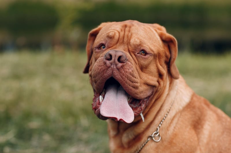 Also known as the French Mastiff, the Dogue de Bordeaux has the shortest average life of ang dog breed, tending to live between 5 and 8 years. They have obstacles to overcome from the very start - with one of the highest stillbirth rates of any breed - while their brachycephalic (flat) face means that they are at a higher risk of developing breathing problems than other dogs.
