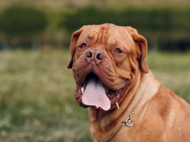 Also known as the French Mastiff, the Dogue de Bordeaux has the shortest average life of ang dog breed, tending to live between 5 and 8 years. They have obstacles to overcome from the very start - with one of the highest stillbirth rates of any breed - while their brachycephalic (flat) face means that they are at a higher risk of developing breathing problems than other dogs.
