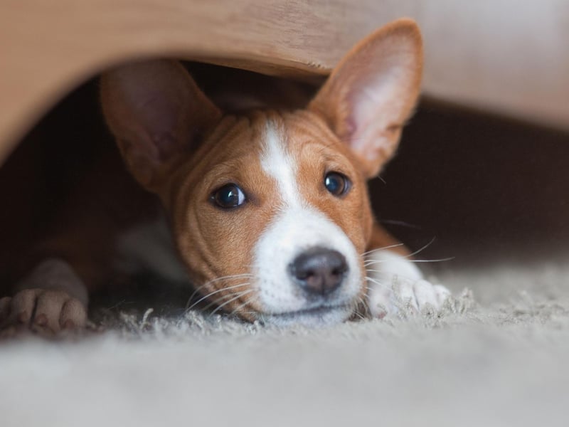 Moving onto the quietest breeds - if you want to be certain of a non-barking dog then the utterly unique Basenji is the puppy you want. Its name literally translates as 'barkless dog', although it does make some slightly strange low-level noises that sound a bit like yodelling.