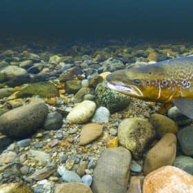 A cock Atlantic salmon (Pic: James Shooter)