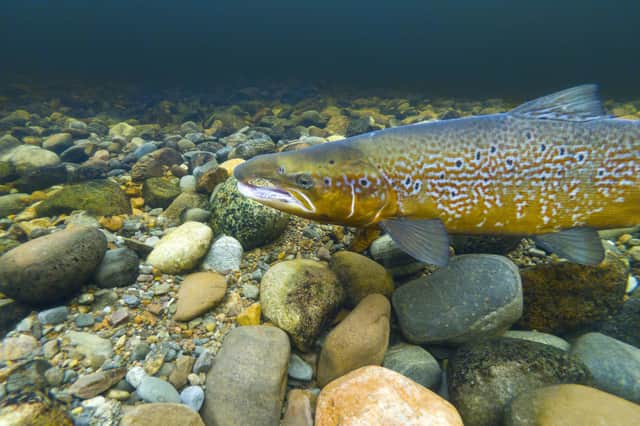 A cock Atlantic salmon (Pic: James Shooter)