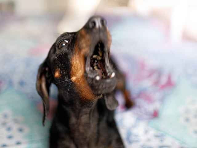 Ask any Dachshund owner and they will confess that their adored pup isn't always the easiest pet to have in the house. Sausage Dogs are notoriously badly behaved and are not averse to turning to snarls, growls and nips if they aren't getting their own way.