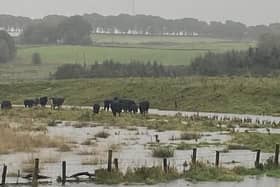 The Flooding Crisis Fund is offering payments of up to £1000 per farming family business.