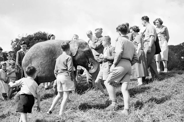 Dumbo, the zoo's baby elephant, enjoys a stroll with a few friends in August 1958.