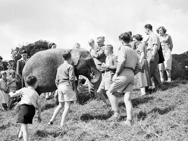 Dumbo, the zoo's baby elephant, enjoys a stroll with a few friends in August 1958.