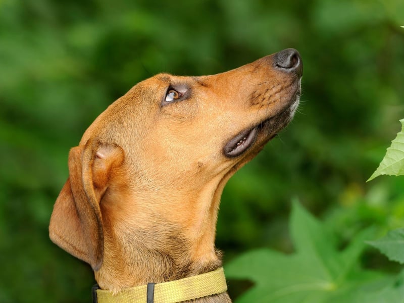 Pisces dogs are kind and gentle souls. They love being close to their owners and desire nothing more than getting on the sofa and cuddling up under a soft blanket with them every night. Pisces pooches make excellent therapy dogs because they’re so intuitive to others’ emotions and are incredibly affectionate too. Pisces pooches are great with children and can be real companions for anyone struggling with confidence.Compatible human: Cancer.