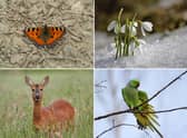 Some of the wildlife to look out for in Scotland during February.