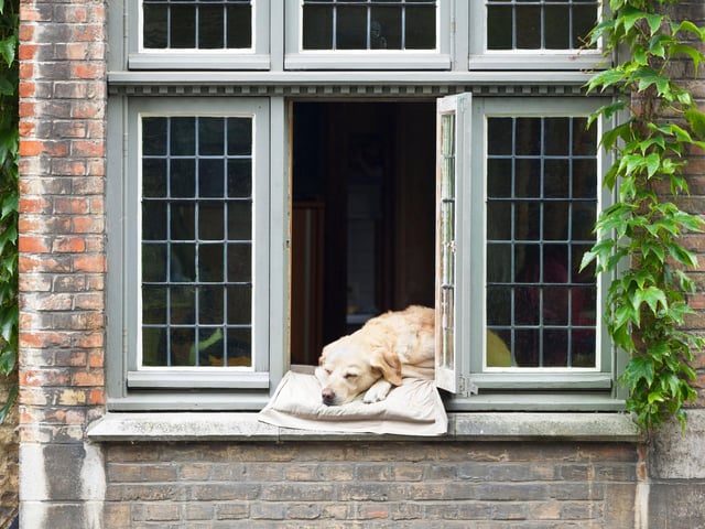 Leave a light on if your dog is home alone: this can be helpful in the evening, so it looks like someone is in. Alongside this, always turn an outside light on for supervised late night toilet trips so you can see your dog at all times.