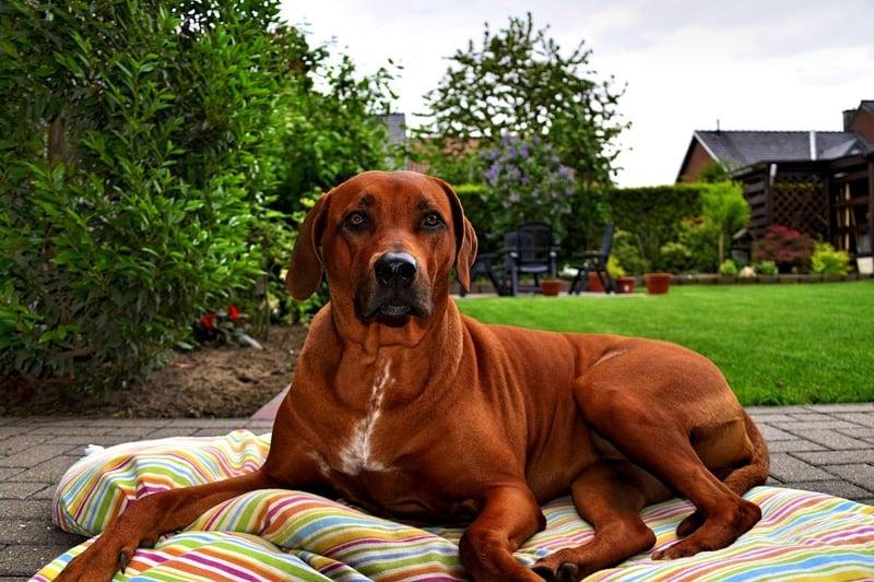The Rhodesian Ridgeback's alternative names of 'Lion Dog' and 'African Lion Hound' give a pretty good indication of its strength and bravery. They are also very quick, and make great family guardians.