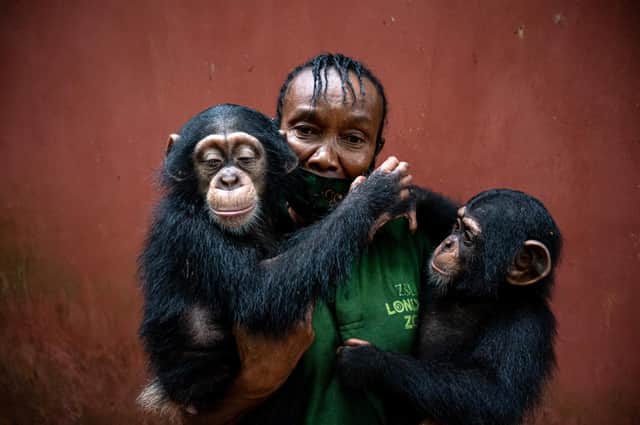 Mama P and baby chimps at Tacugama Chimpanzee Sanctuary in Sierra Leone.