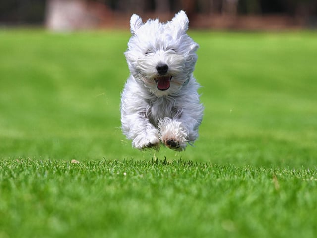 This is not true, any dog can get zoomies. Often, those with underlying behaviour issues and anxiety tend to get them more. Similarly, those who are provided with less mental and physical stimulation are more likely to burn off excess energy with a case of the zoomies.
