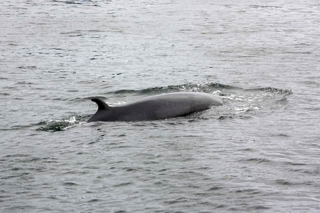 Scars and injuries have revealed that 22 per cent of minke whales have at some point been entangled in marine litter and fishing gear, which can cause mobility problems, injury and even death, according to the HWDT (pic: Simon Price)