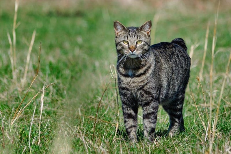 The Manx cat breed is most known for its lack of tail and comes in medium to large sizes. This smart cats loves human interaction and will make a great companion for those who have the time and patience to give it the attention they require.