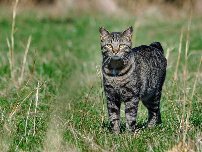 The Manx cat breed is most known for its lack of tail and comes in medium to large sizes. This smart cats loves human interaction and will make a great companion for those who have the time and patience to give it the attention they require.