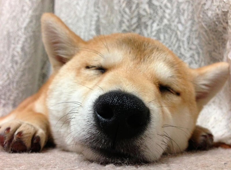 The Doge meme, featuring a picture of a Shiba Inu, became a hugely popular internet meme 2013. The meme consists of a picture of a dog accompanied by multicolored text representing an inner monologue in broken English. It in turn led to the Dogecoin and Shiba Inu cryptocurrencies.