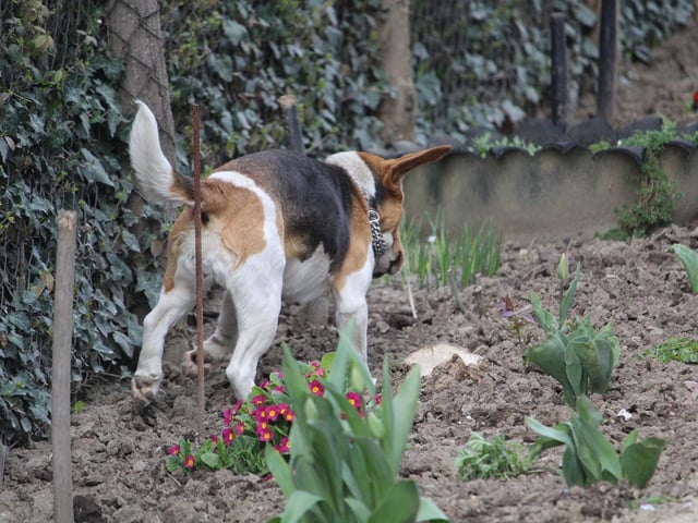 Lots of common garden grass is easily destroyed by pets, but some variants are tougher and much more durable. Bermuda grass is a great option as it has deep, sturdy roots, making it harder to ruin. It’s also fast-growing, meaning that any damaged areas can be quickly repaired. If putting down grass seeds, try to keep your pet off the new areas of grass while it gets established. Seeds can cause problems by getting into pets’ ears, eyes and paws and working their way under the skin.