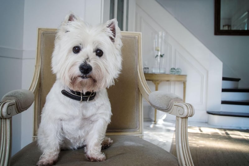 Westies were bred to burrow - chasing small animals underground during hunts. The only problem is that they are so keen on it they often get stuck and need to be pulled out by their owner.