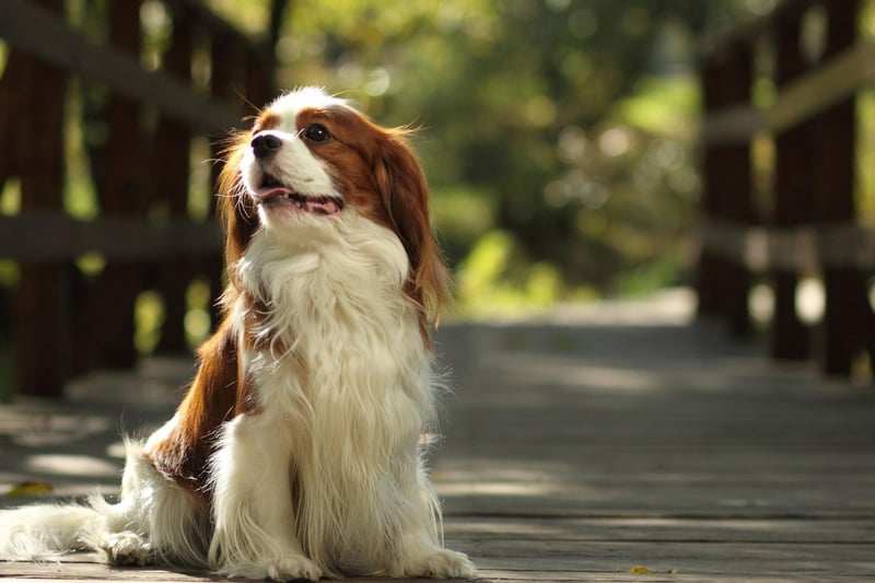 Originally bred as companion dogs,the Cavalier King Charles Spaniel excels as a therapy dog, improving people's lives in settings like schools, hospitals, and nursing homes.