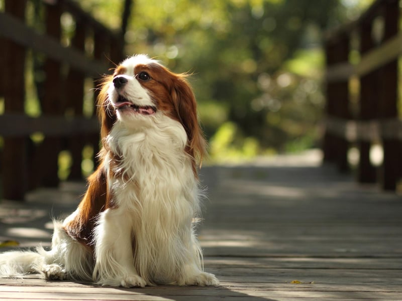 Originally bred as companion dogs,the Cavalier King Charles Spaniel excels as a therapy dog, improving people's lives in settings like schools, hospitals, and nursing homes.
