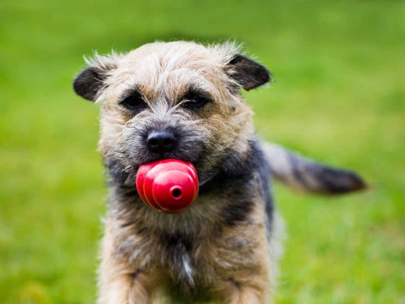 The Border Terrier's intelligence and relative easiness to train has seen them star in a number of blockbuster films, including There's Something About Mary, The Texas Chainsaw Massacre, Prometheus, Return to Oz, Cheaper by the Dozen, and A Most Violent Year.
