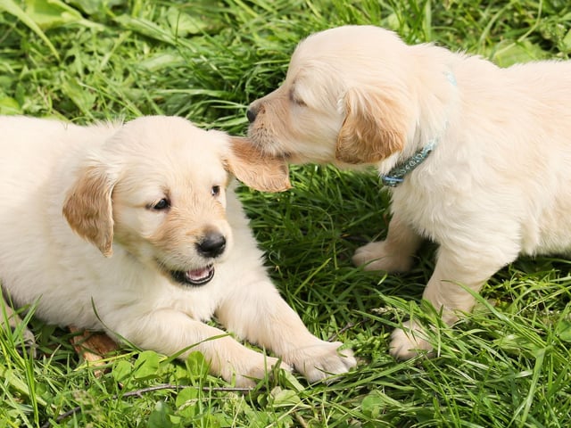 Completing our countdown of the most popular dog names in Scotland for 2021 is Maggie. It's a name of English origin meaning 'pearl'.