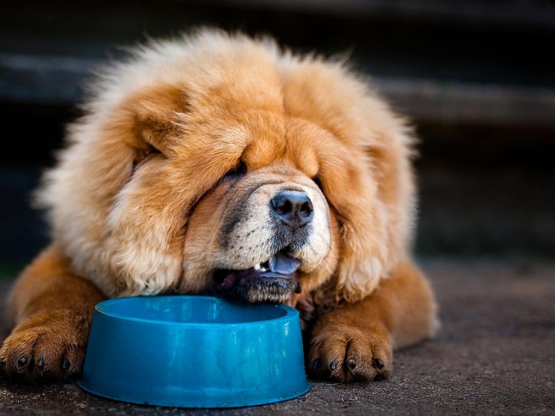Chow Chow's are so independent thay can often seem positively unapproachable. They won't necessarily welcome hugs or pats, assuming such things to be slightly beneath them.