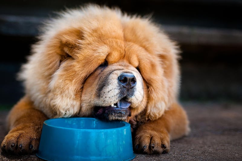 Chow Chow's are so independent thay can often seem positively unapproachable. They won't necessarily welcome hugs or pats, assuming such things to be slightly beneath them.