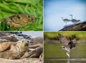 Some of the wildlife to look out for in Scotland during March.