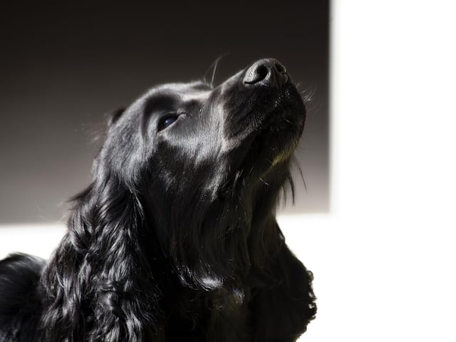 Never one to go with the crowd, the Cocker Spaniel likes the DIY sounds of garage rock.