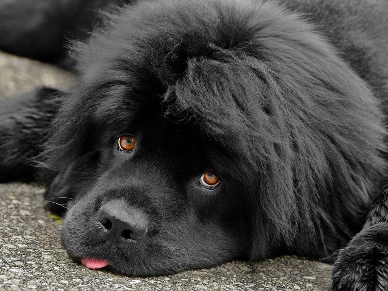 Huge Newfoundlands are so loyal to younger members of a family they are nicknamed 'nanny dogs' - one appeared in Peter Pan as the dog who looked after the Darling children.