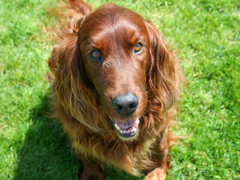 With their glossy auburn coat, it's not hard to see why the Irish Setter is a favourite amongst gundogs. They are excellent companions due to their enthusiastic and affectionate nature, though they could be a little boisterous around small children. Irish Setters need long walks and exercise or they will become bored and hyperactive, and care should be taken on training their recall when off lead.