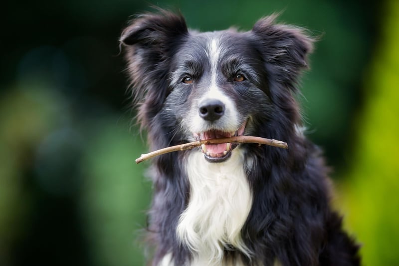 The Border Collie is the undisputed top dog when it comes to intelligence. Commonly utilised to herd sheep, that's just the tip of the iceberg when it comes to their intellect. They can learn a huge number of words and commands, and can turn their paw to a wide range of jobs and tasks.