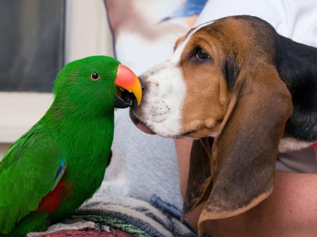 The Basset Hound originated in France, where they were the descendants of the St Hubert's Hound, bred at the Benedictine Abbey of St Hubert between the 6th century andaround 1000AD.