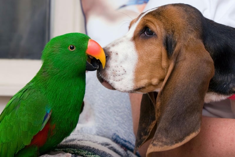 The Basset Hound originated in France, where they were the descendants of the St Hubert's Hound, bred at the Benedictine Abbey of St Hubert between the 6th century andaround 1000AD.