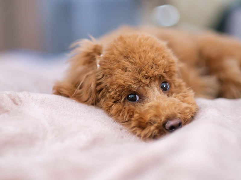 The Poodle (in all its sizes) is the perfect example of how dogs with hairy ears can develop infections. The hair is great for keeping debris out of the ear, but also makes it more difficult for material to exit the ear canal.