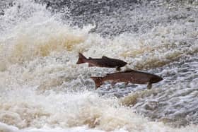 The life of a wild salmon is very different to those raised in fish farm cages (Picture: Jeff J Mitchell/Getty Images)
