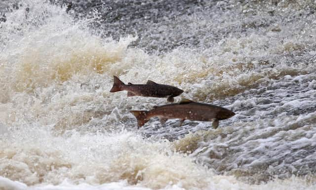 The life of a wild salmon is very different to those raised in fish farm cages (Picture: Jeff J Mitchell/Getty Images)