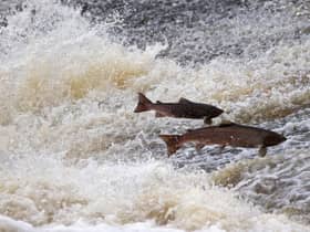 The life of a wild salmon is very different to those raised in fish farm cages (Picture: Jeff J Mitchell/Getty Images)